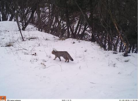 The wildcat in Bondone