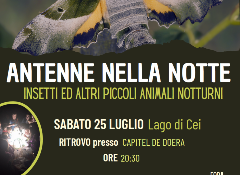 Uscita notturna